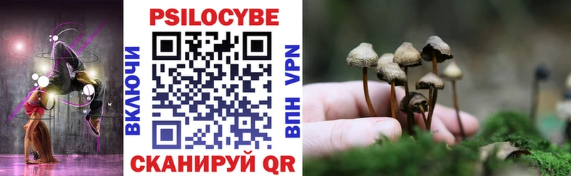 дарнет шоп  Тихорецк  Псилоцибиновые грибы Psilocybe 
